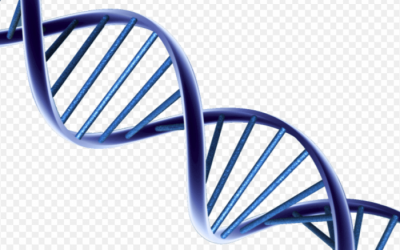 Molekula DNK